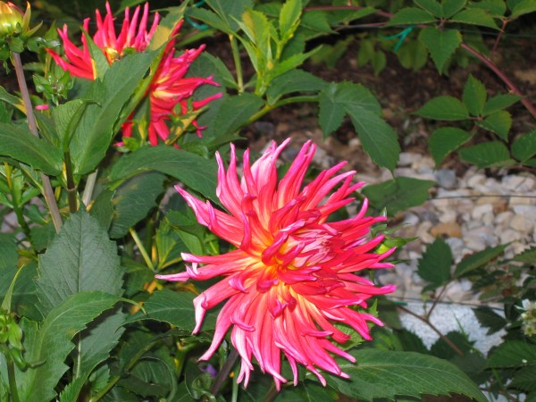 Zum Bild in Originalgr��e hier klicken...