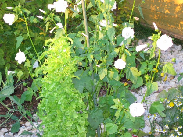 Zum Bild in Originalgr��e hier klicken...